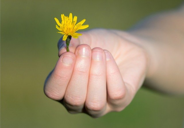 Hand Blume schenken